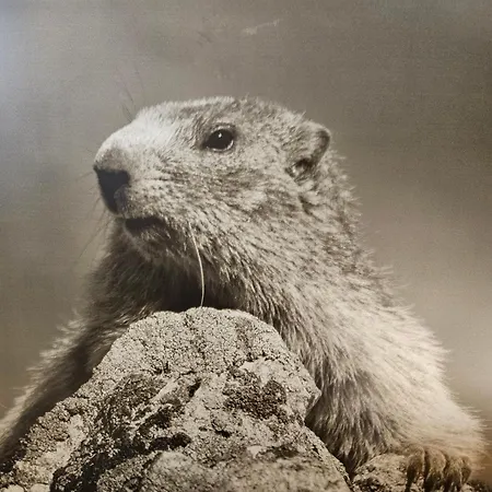 Alp-aren - Silvretta Card Premium Betrieb *