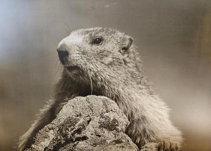 Alp-aren - Silvretta Card Premium Betrieb *